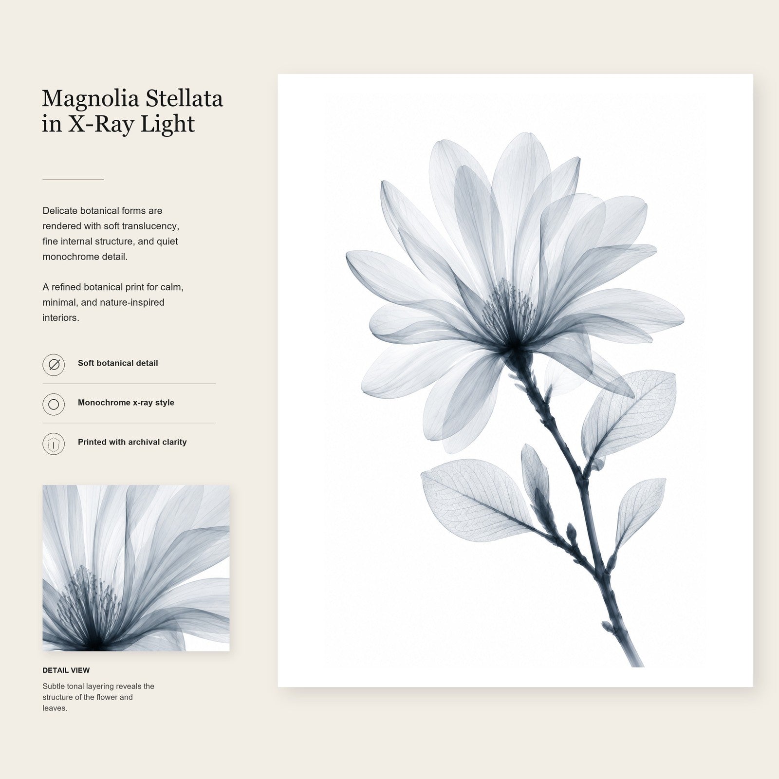 Star Magnolia X-Ray Botanical Art Print | Magnolia stellata | Scientific Floral Wall Art