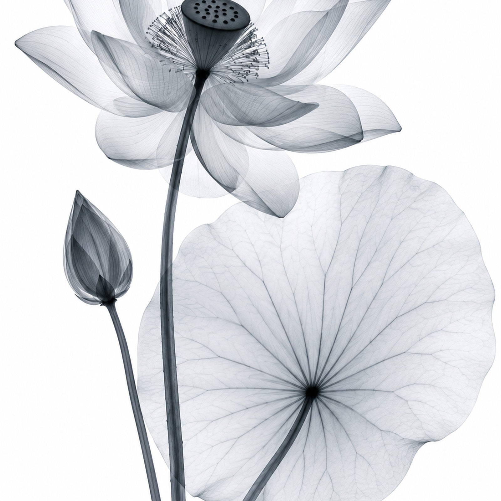 Sacred Lotus X-Ray Botanical Art Print | Nelumbo nucifera | Scientific Floral Wall Art