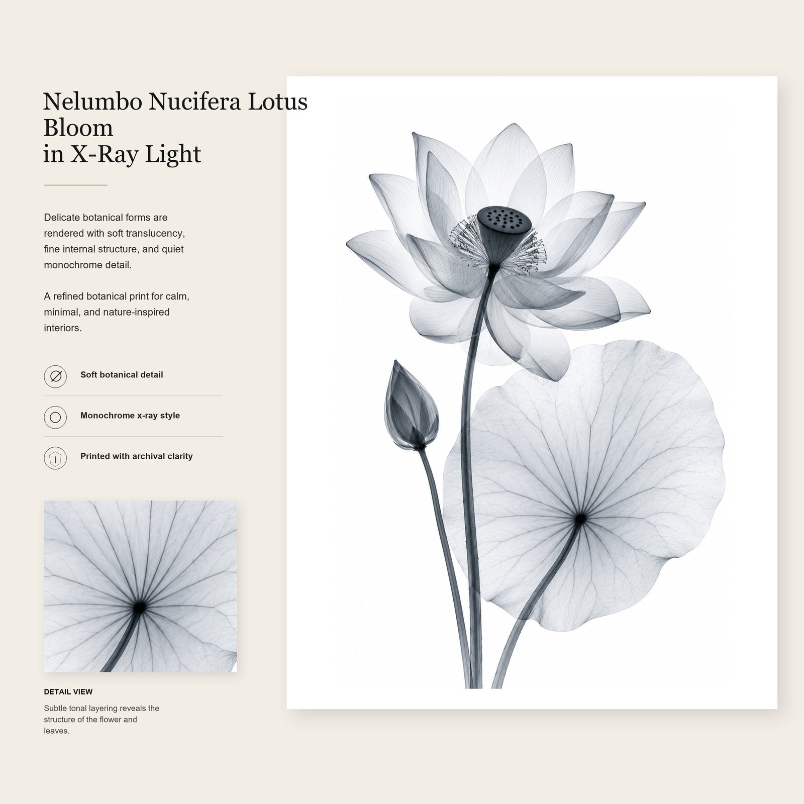 Sacred Lotus X-Ray Botanical Art Print | Nelumbo nucifera | Scientific Floral Wall Art