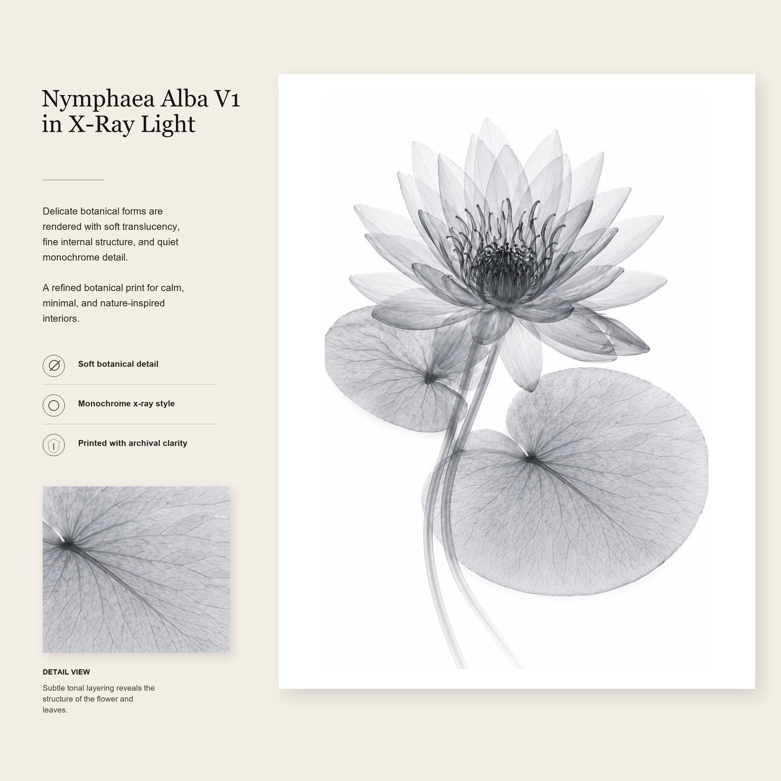 White Water Lily II X-Ray Botanical Art Print | Nymphaea alba | Scientific Floral Wall Art