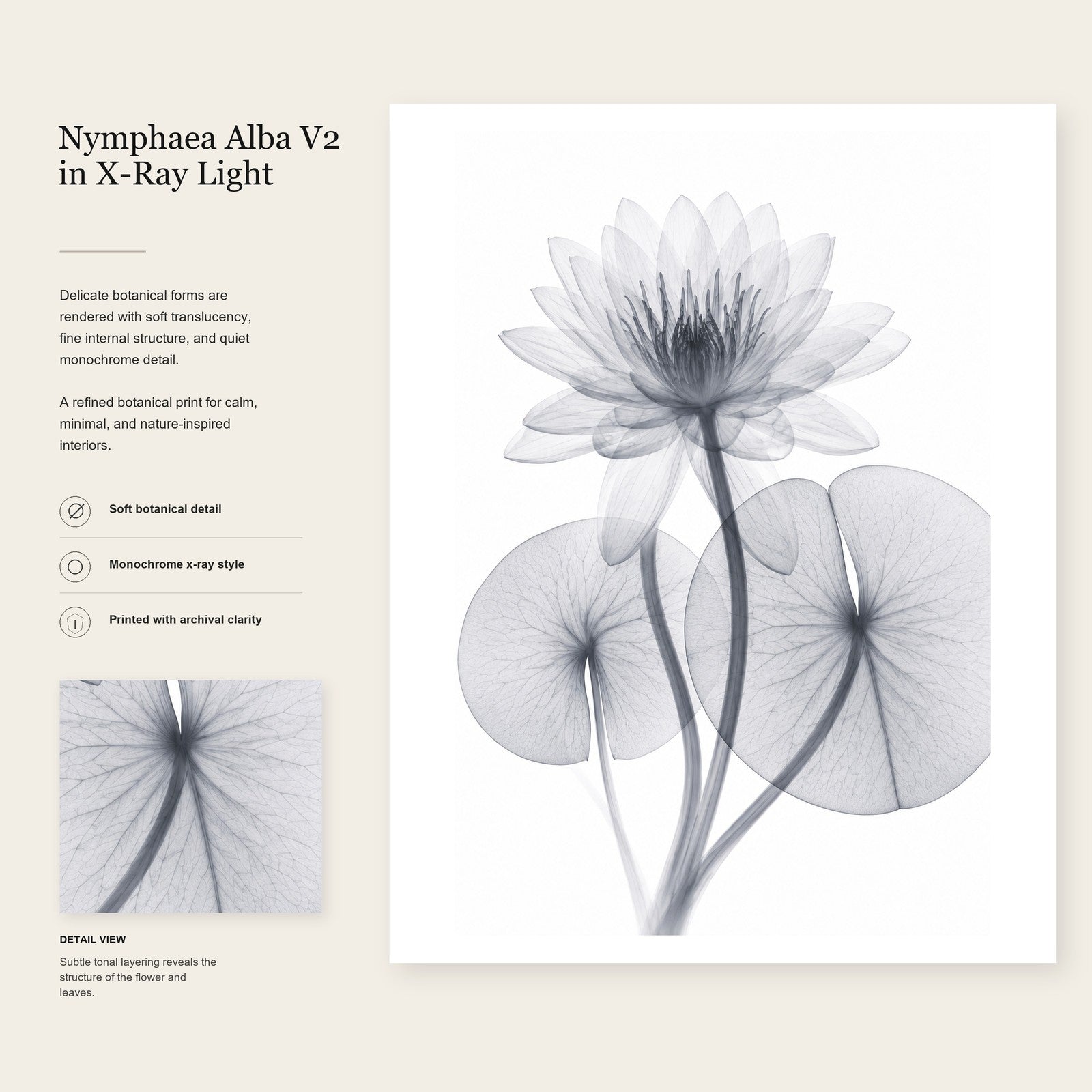 White Water Lily III X-Ray Botanical Art Print | Nymphaea alba | Scientific Floral Wall Art