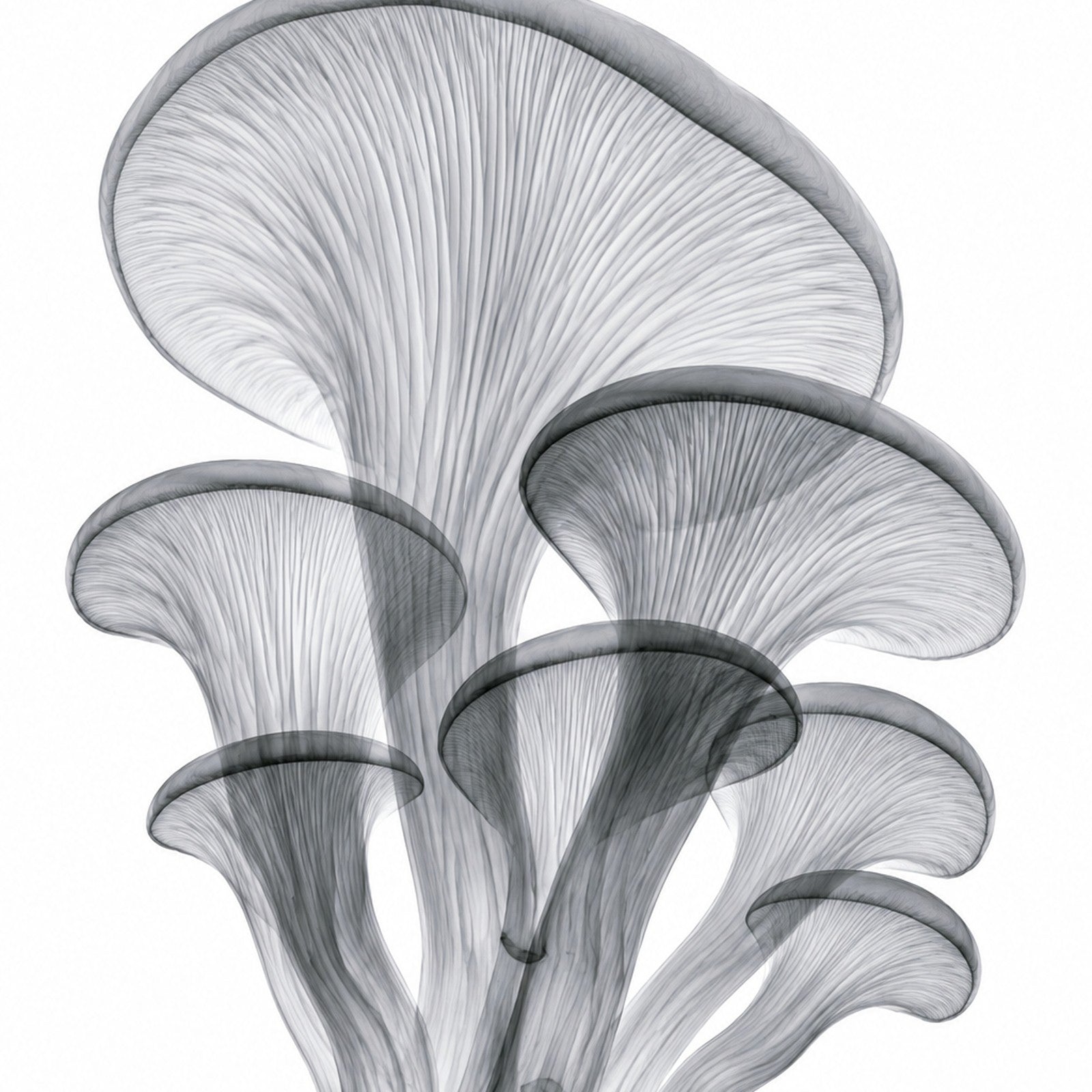 Oyster Mushroom Cluster X-Ray Botanical Art Print | Pleurotus ostreatus | Scientific Floral Wall Art