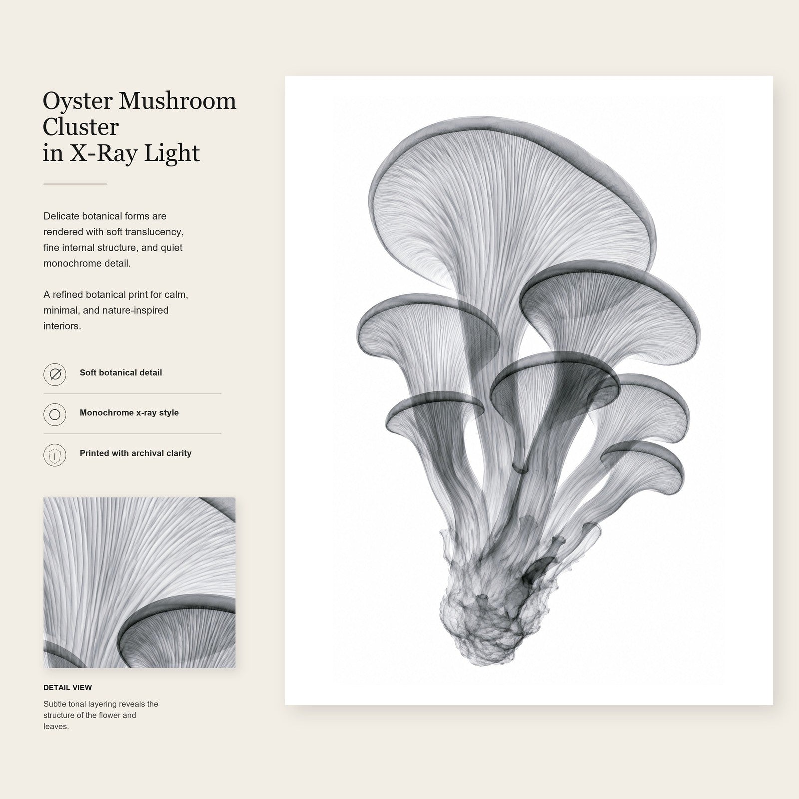 Oyster Mushroom Cluster X-Ray Botanical Art Print | Pleurotus ostreatus | Scientific Floral Wall Art