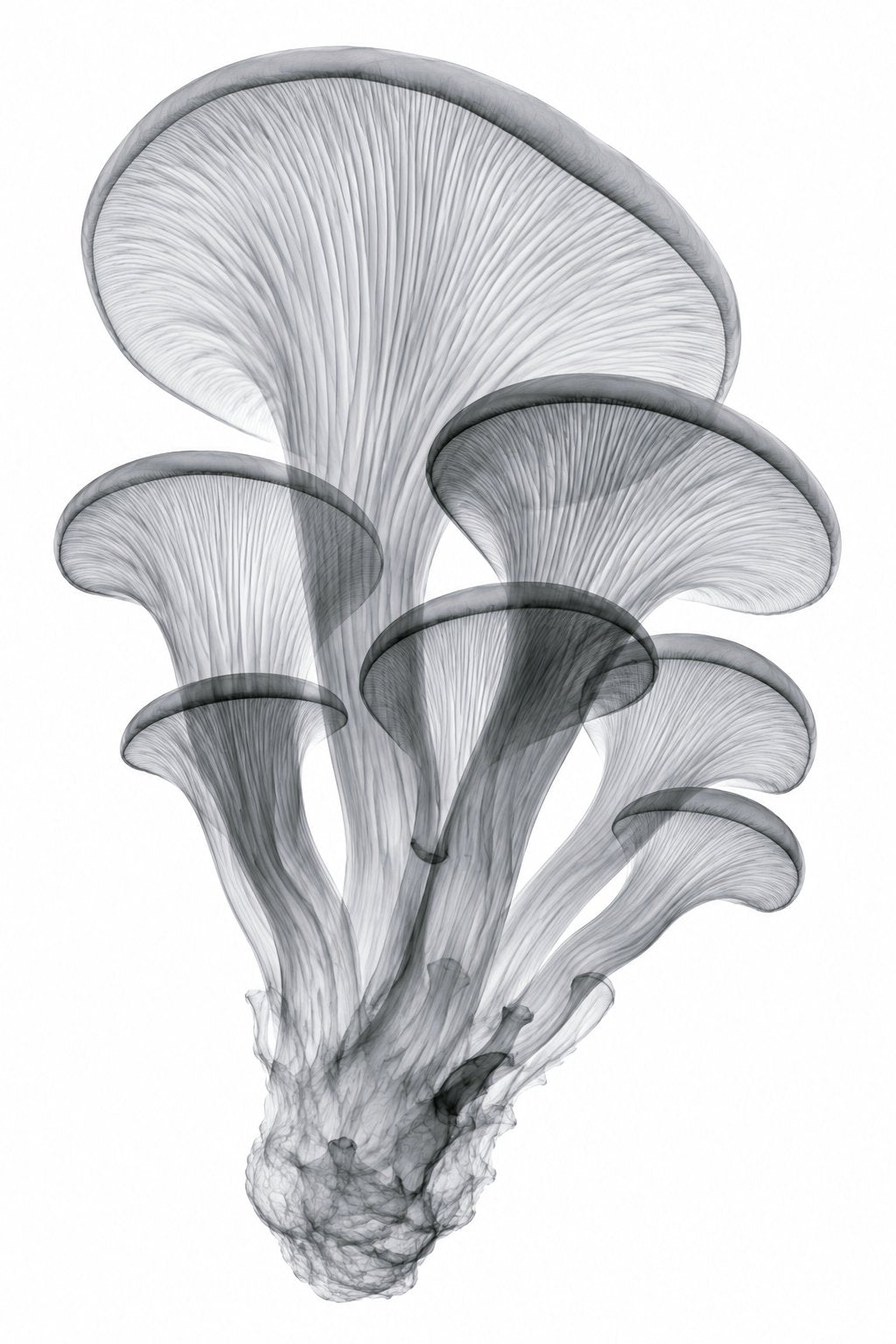 Dragable Image