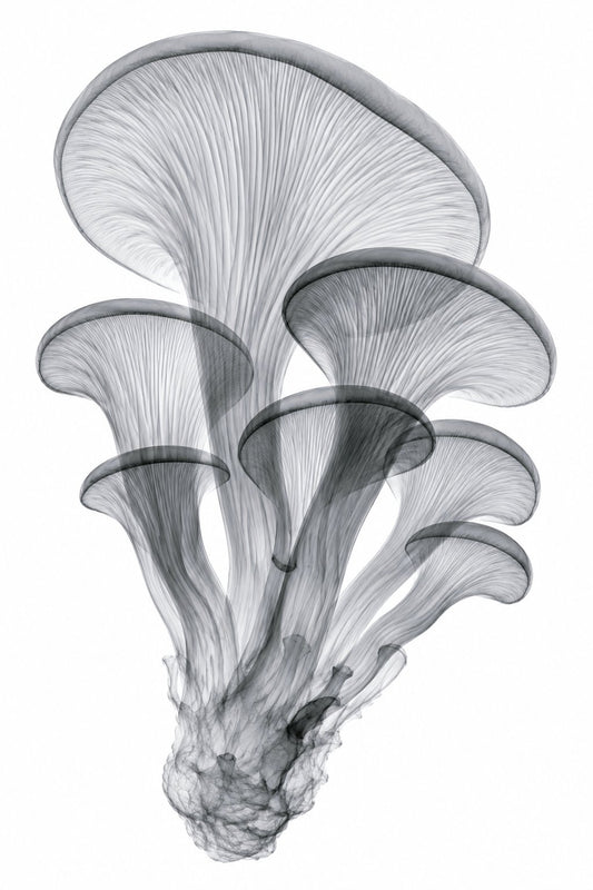 Oyster Mushroom Cluster X-Ray Botanical Art Print | Pleurotus ostreatus | Scientific Floral Wall Art