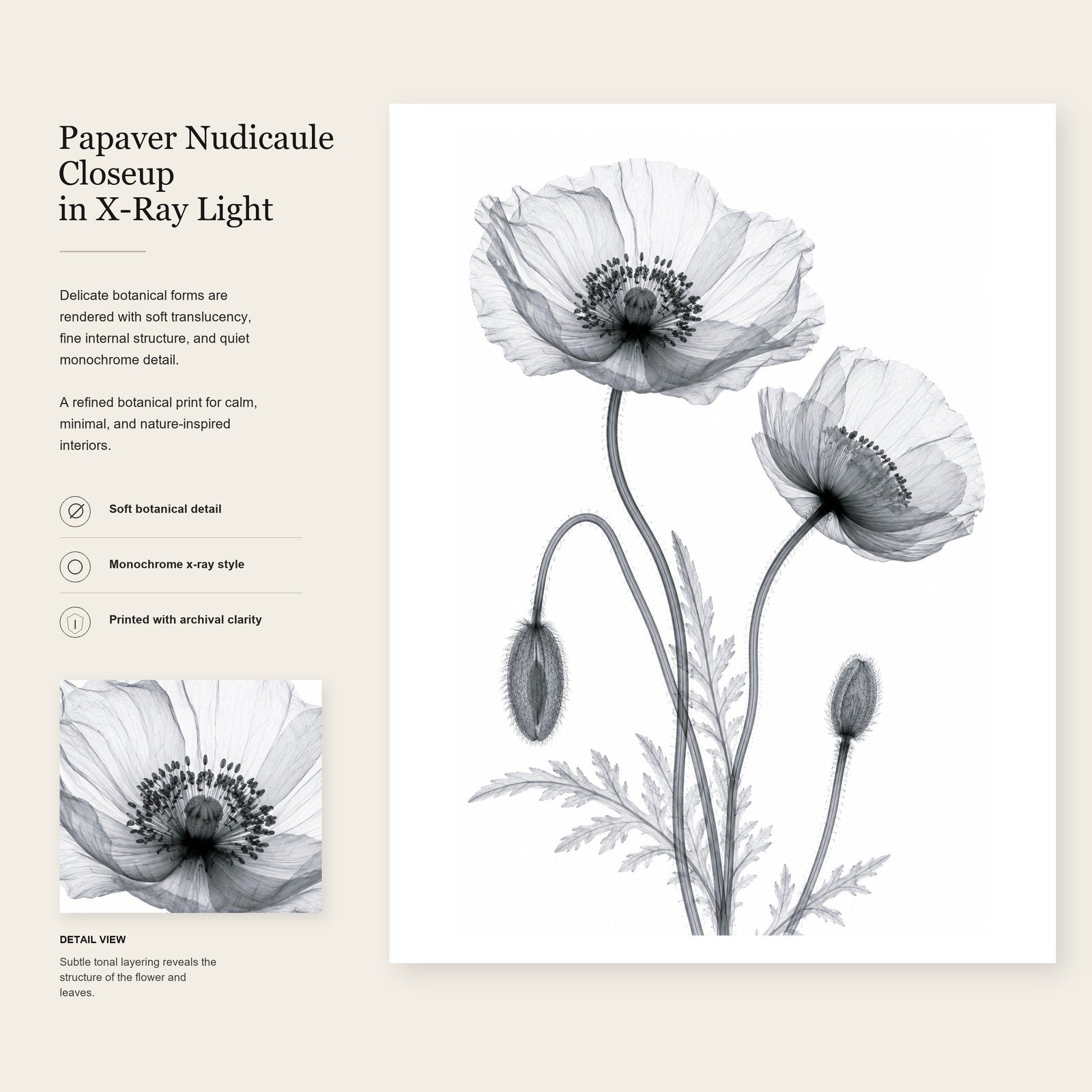 Iceland Poppy Close-Up X-Ray Botanical Art Print | Papaver nudicaule | Scientific Floral Wall Art