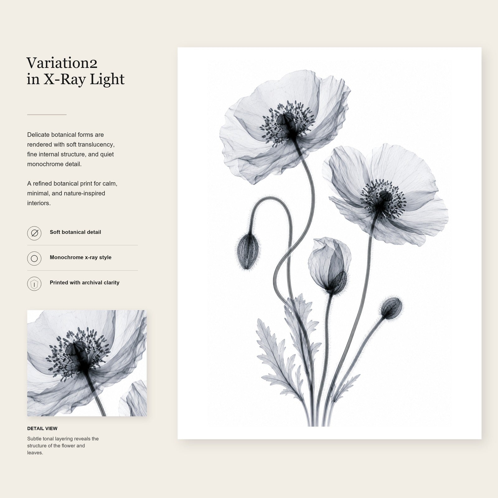 Iceland Poppy II X-Ray Botanical Art Print | Papaver nudicaule | Scientific Floral Wall Art