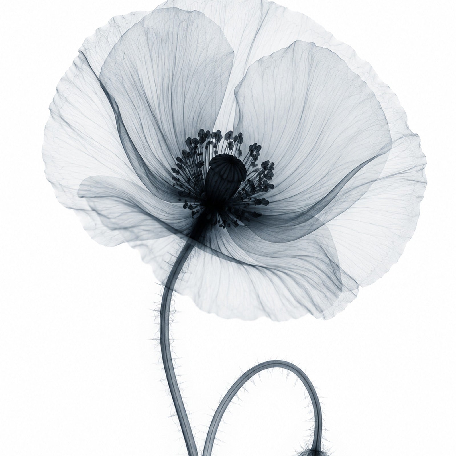 Corn Poppy X-Ray Botanical Art Print | Papaver rhoeas | Scientific Floral Wall Art