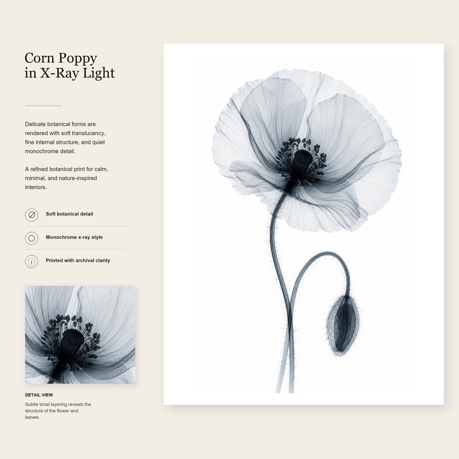 Corn Poppy X-Ray Botanical Art Print | Papaver rhoeas | Scientific Floral Wall Art