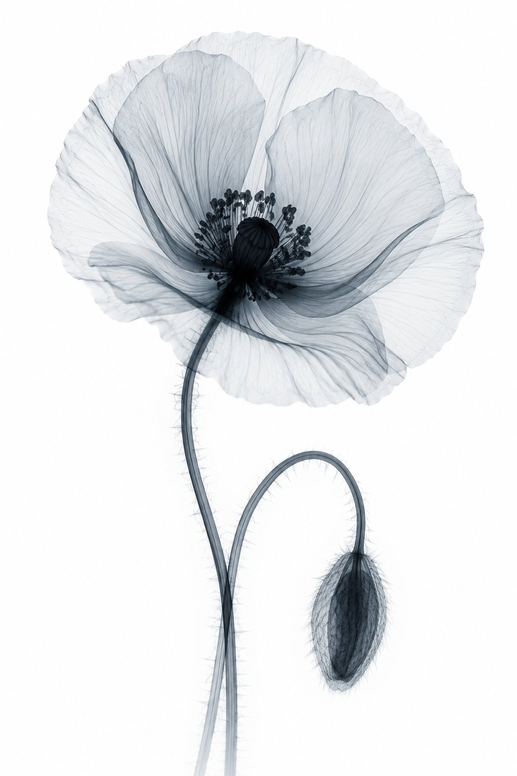 Corn Poppy X-Ray Botanical Art Print | Papaver rhoeas | Scientific Floral Wall Art