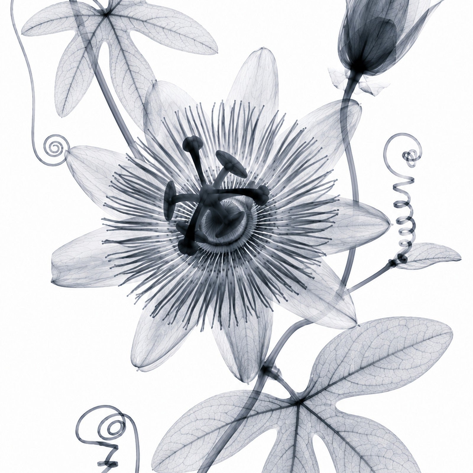 Passionflower II X-Ray Botanical Art Print | Passiflora caerulea | Scientific Floral Wall Art