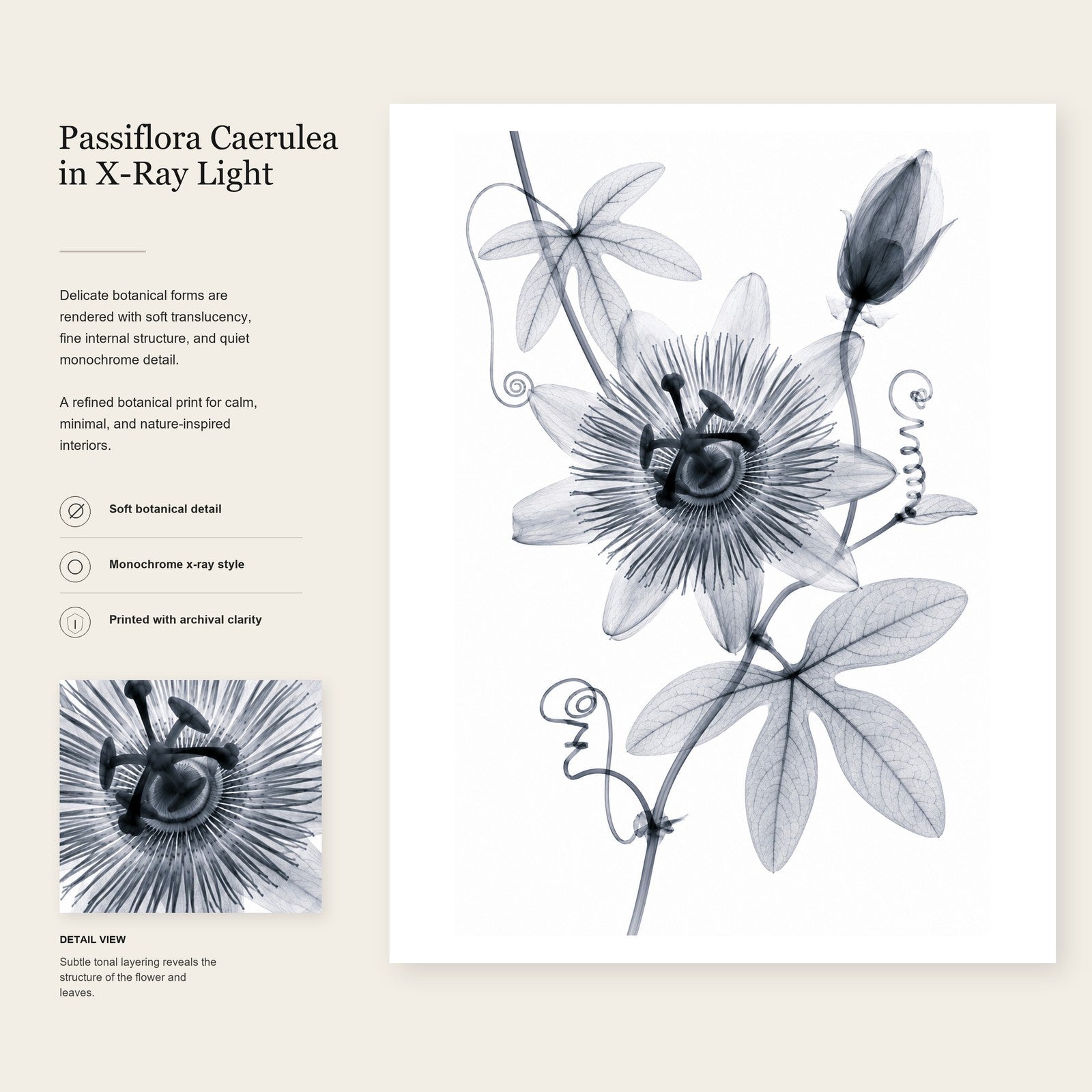 Passionflower II X-Ray Botanical Art Print | Passiflora caerulea | Scientific Floral Wall Art