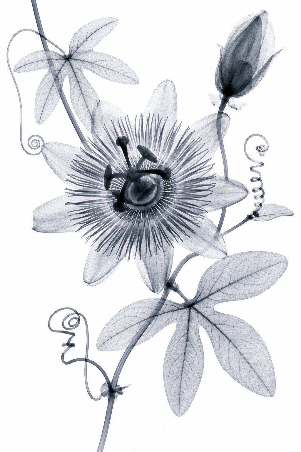 Passionflower II X-Ray Botanical Art Print | Passiflora caerulea | Scientific Floral Wall Art