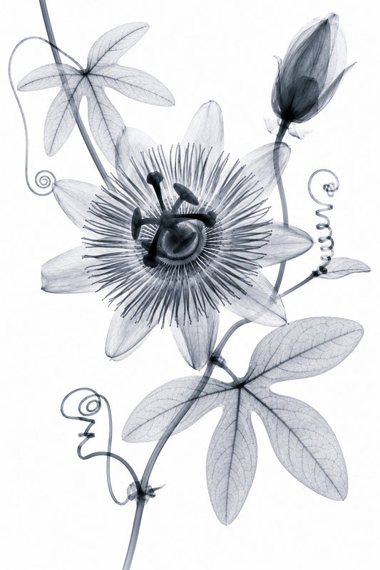 Passionflower II X-Ray Botanical Art Print | Passiflora caerulea | Scientific Floral Wall Art
