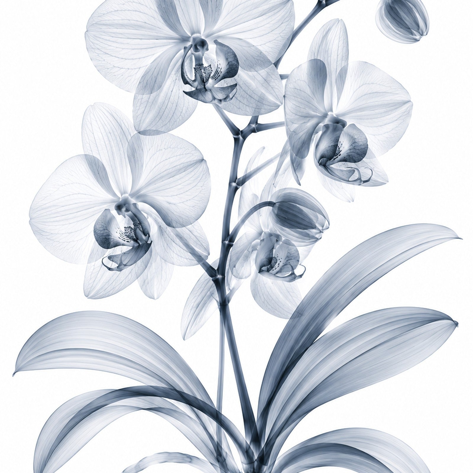 Moth Orchid X-Ray Botanical Art Print | Phalaenopsis | Scientific Floral Wall Art