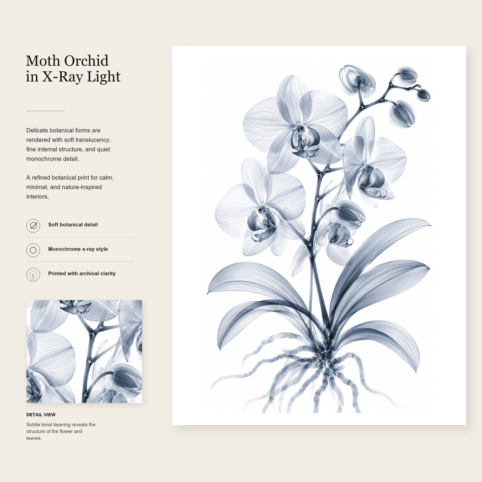 Moth Orchid X-Ray Botanical Art Print | Phalaenopsis | Scientific Floral Wall Art