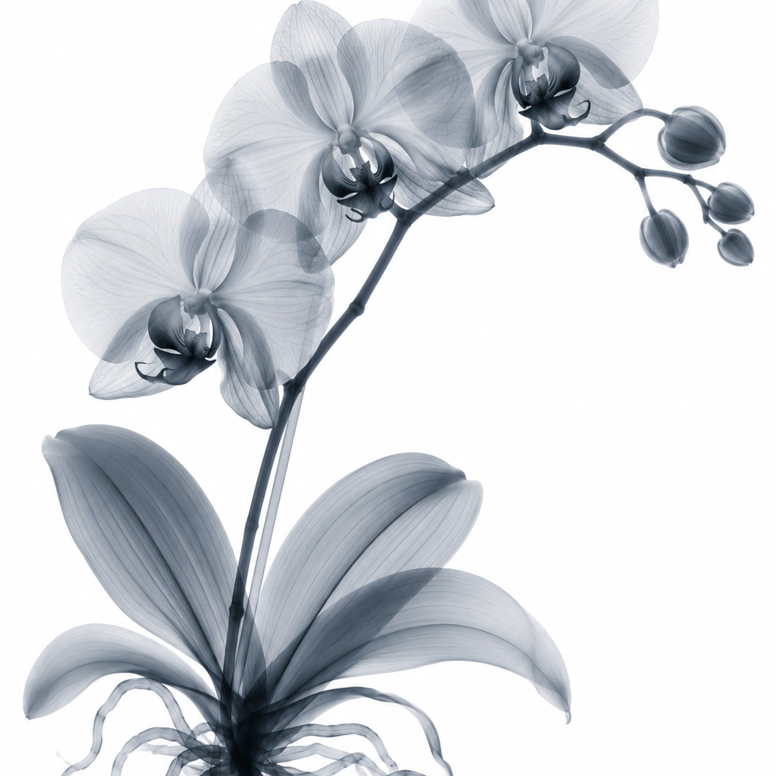 Moth Orchid II X-Ray Botanical Art Print | Phalaenopsis | Scientific Floral Wall Art