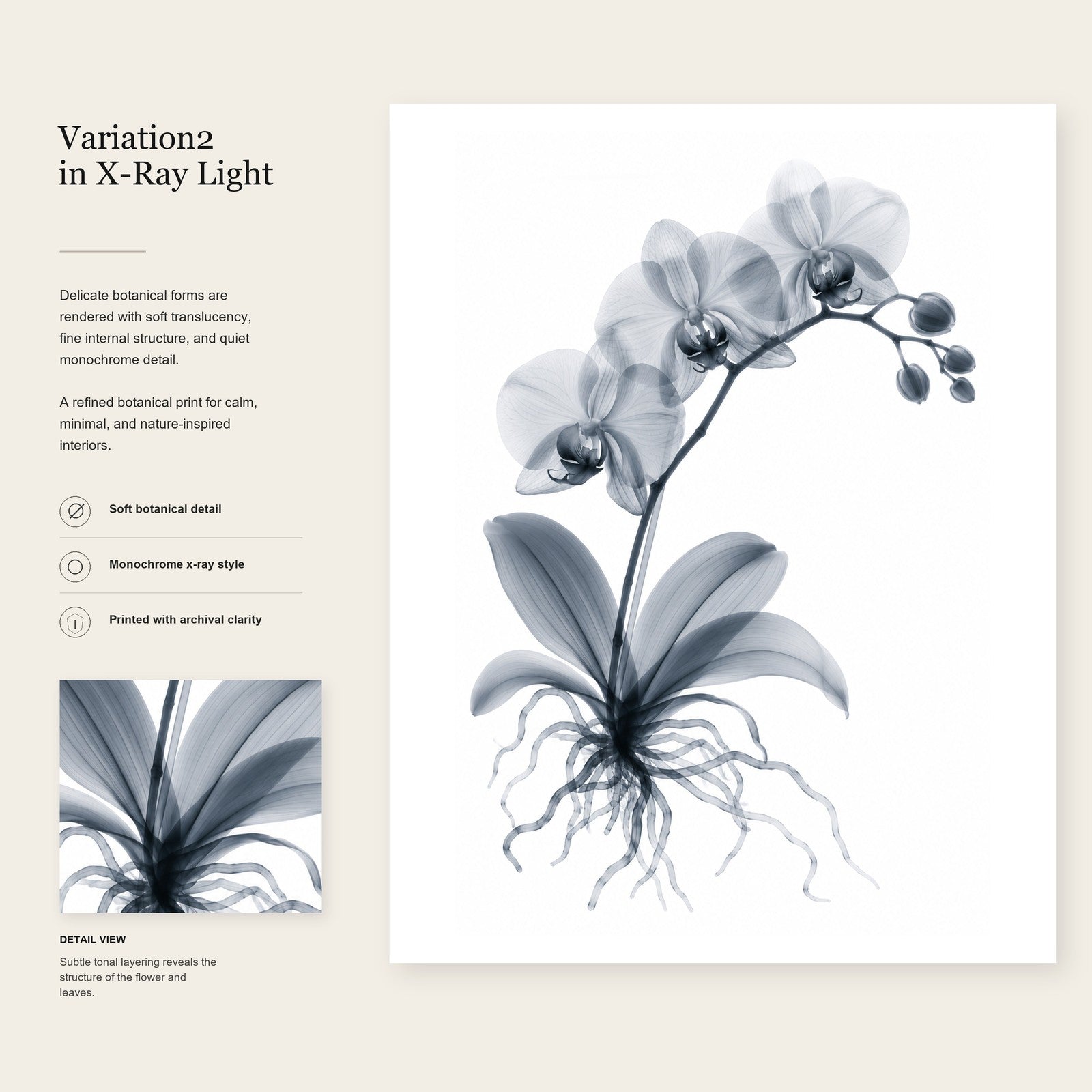 Moth Orchid II X-Ray Botanical Art Print | Phalaenopsis | Scientific Floral Wall Art
