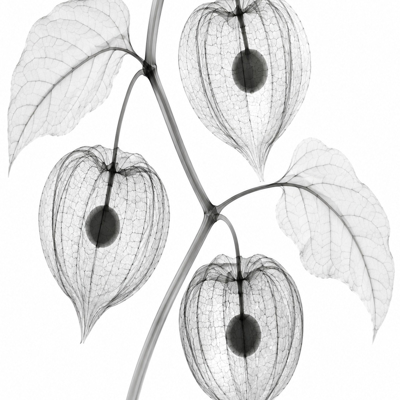 Chinese Lantern X-Ray X-Ray Botanical Art Print | Physalis alkekengi | Scientific Floral Wall Art