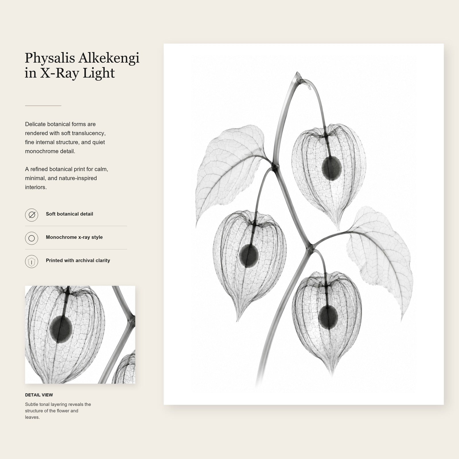 Chinese Lantern X-Ray X-Ray Botanical Art Print | Physalis alkekengi | Scientific Floral Wall Art