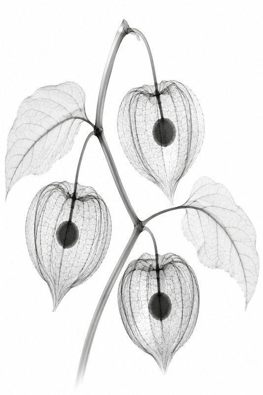 Chinese Lantern X-Ray X-Ray Botanical Art Print | Physalis alkekengi | Scientific Floral Wall Art