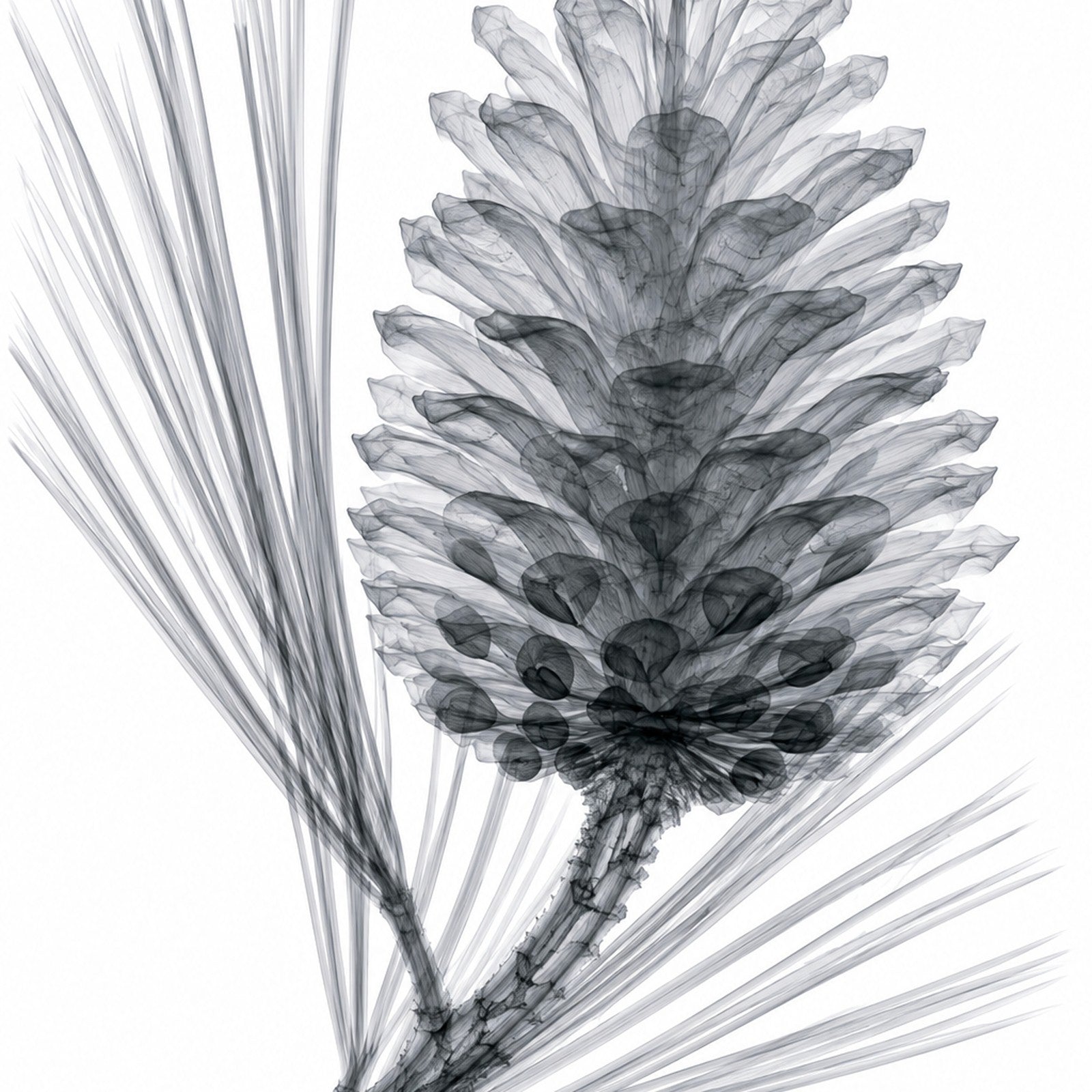 Pine Cone X-Ray Botanical Art Print | Pinus | Scientific Floral Wall Art