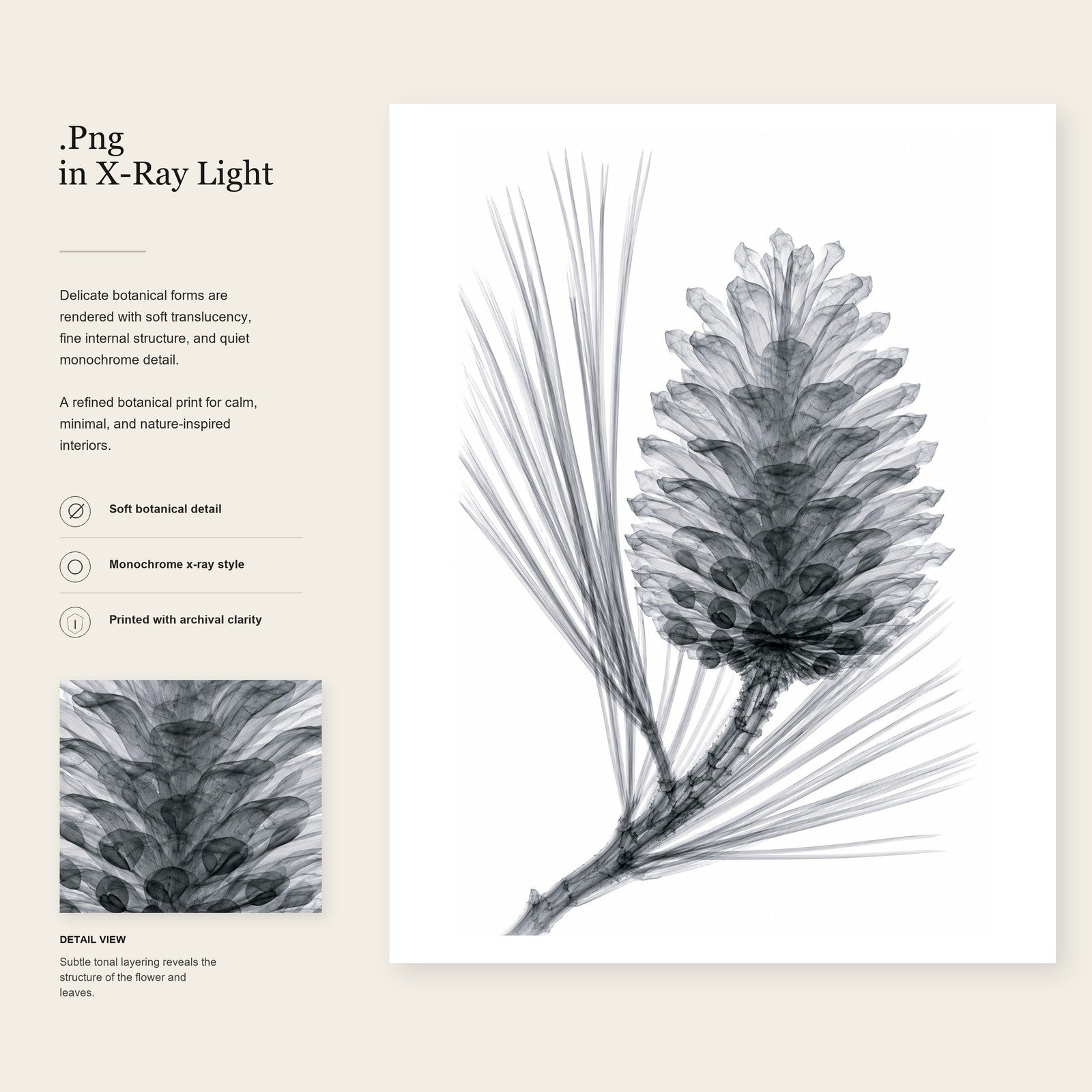 Pine Cone X-Ray Botanical Art Print | Pinus | Scientific Floral Wall Art
