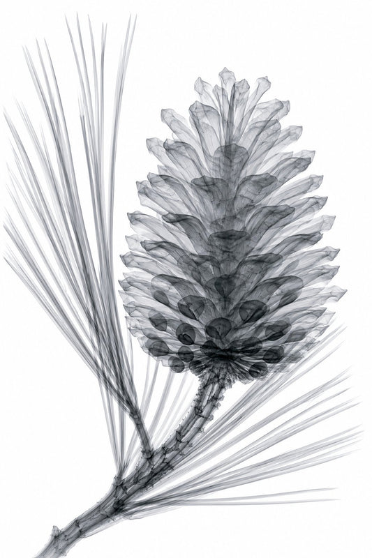 Pine Cone X-Ray Botanical Art Print | Pinus | Scientific Floral Wall Art