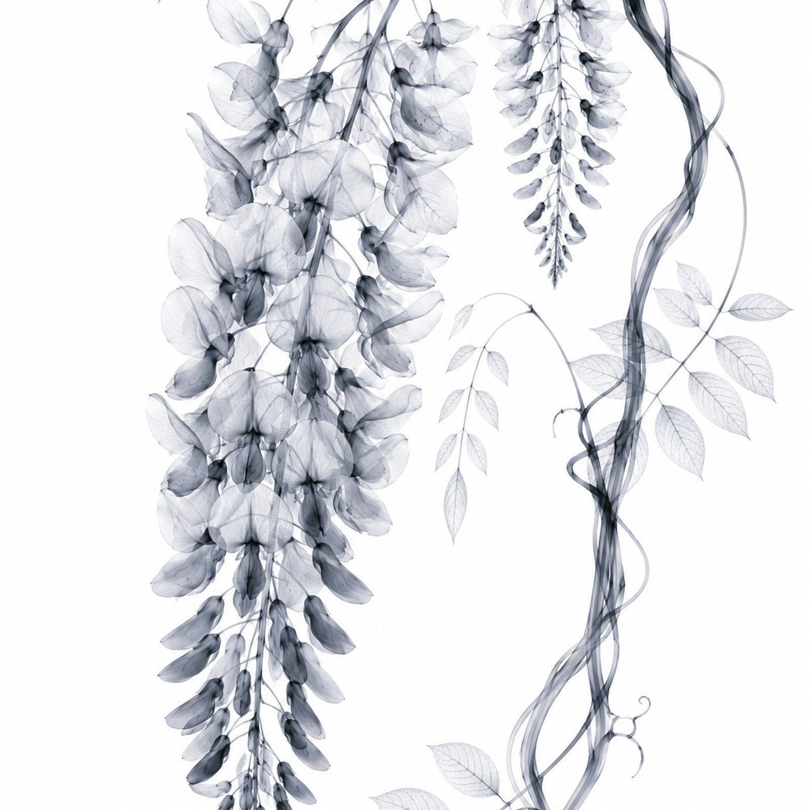 Wisteria X-Ray Botanical Art Print | Wisteria floribunda | Scientific Floral Wall Art