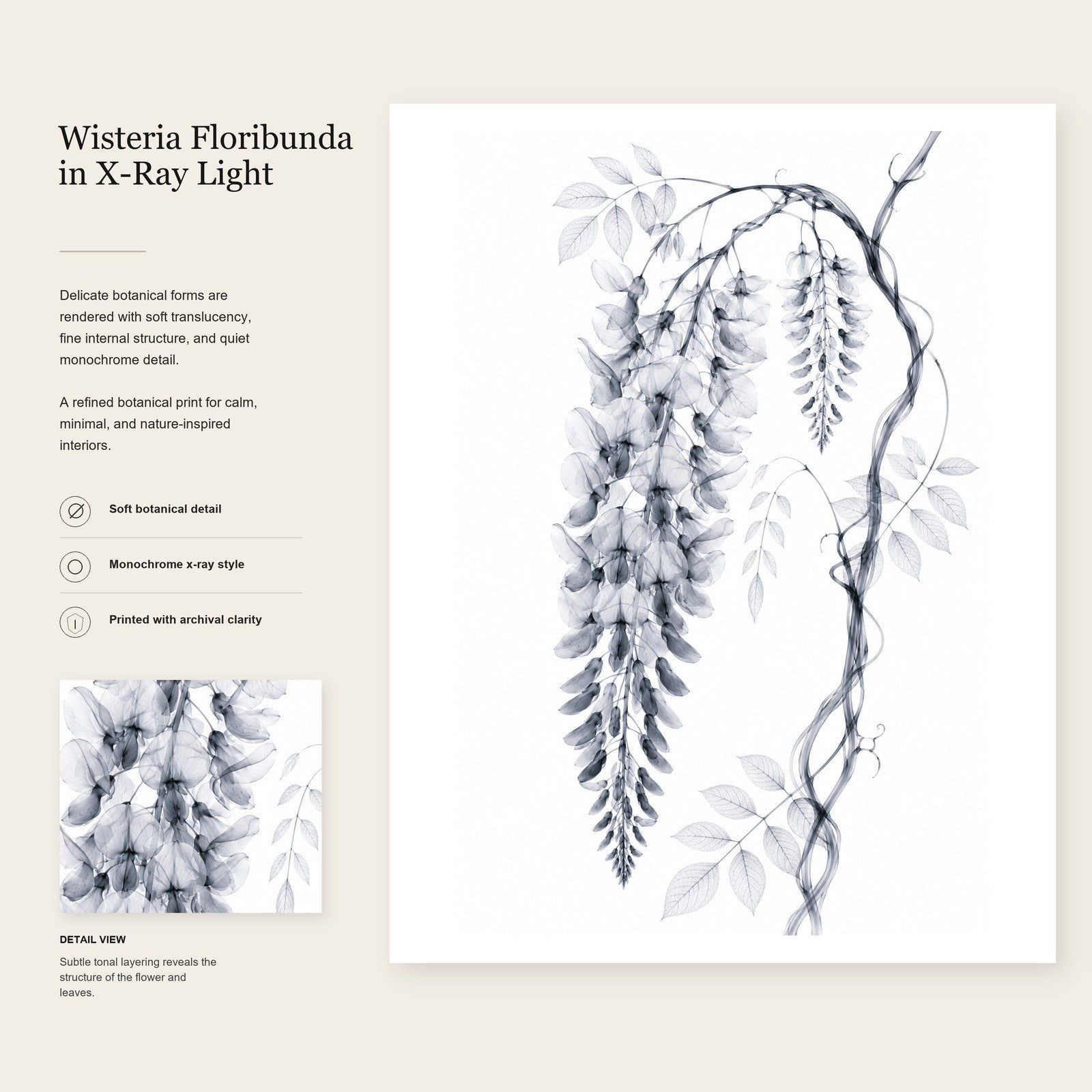 Wisteria X-Ray Botanical Art Print | Wisteria floribunda | Scientific Floral Wall Art