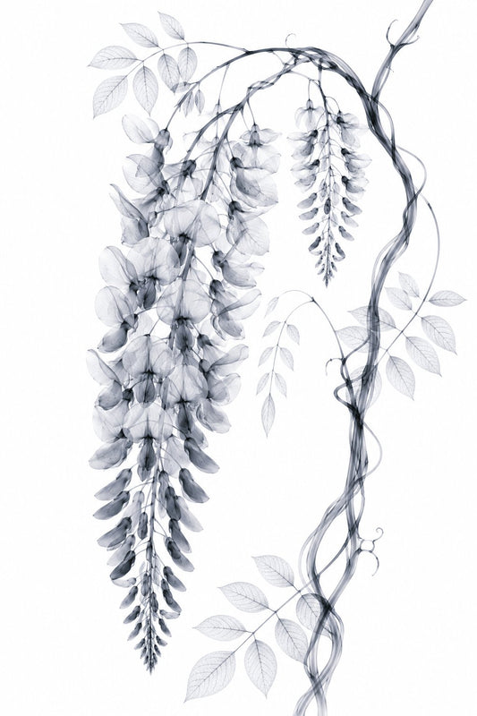 Wisteria X-Ray Botanical Art Print | Wisteria floribunda | Scientific Floral Wall Art