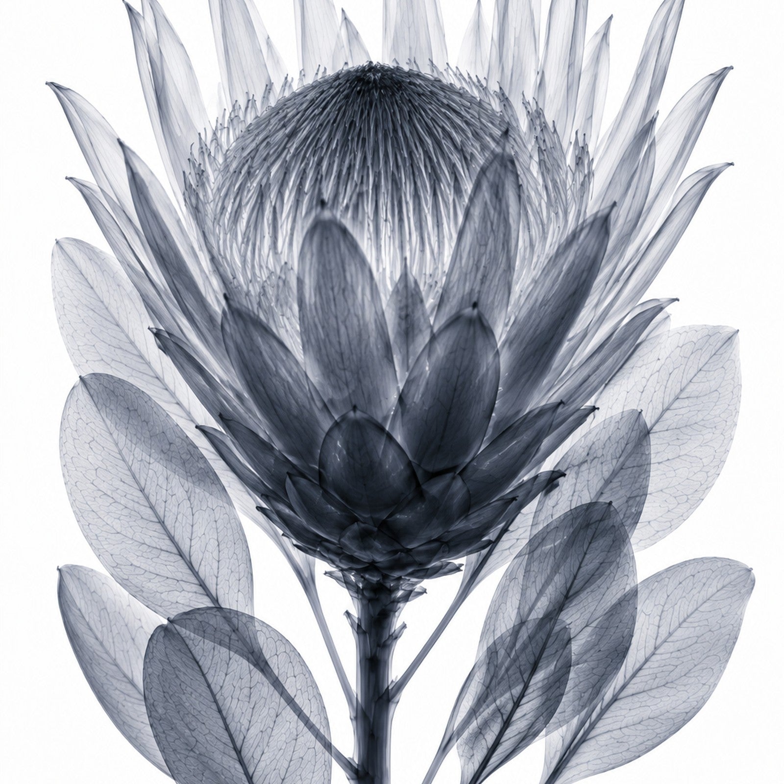 King Protea X-Ray Botanical Art Print | Protea cynaroides | Scientific Floral Wall Art