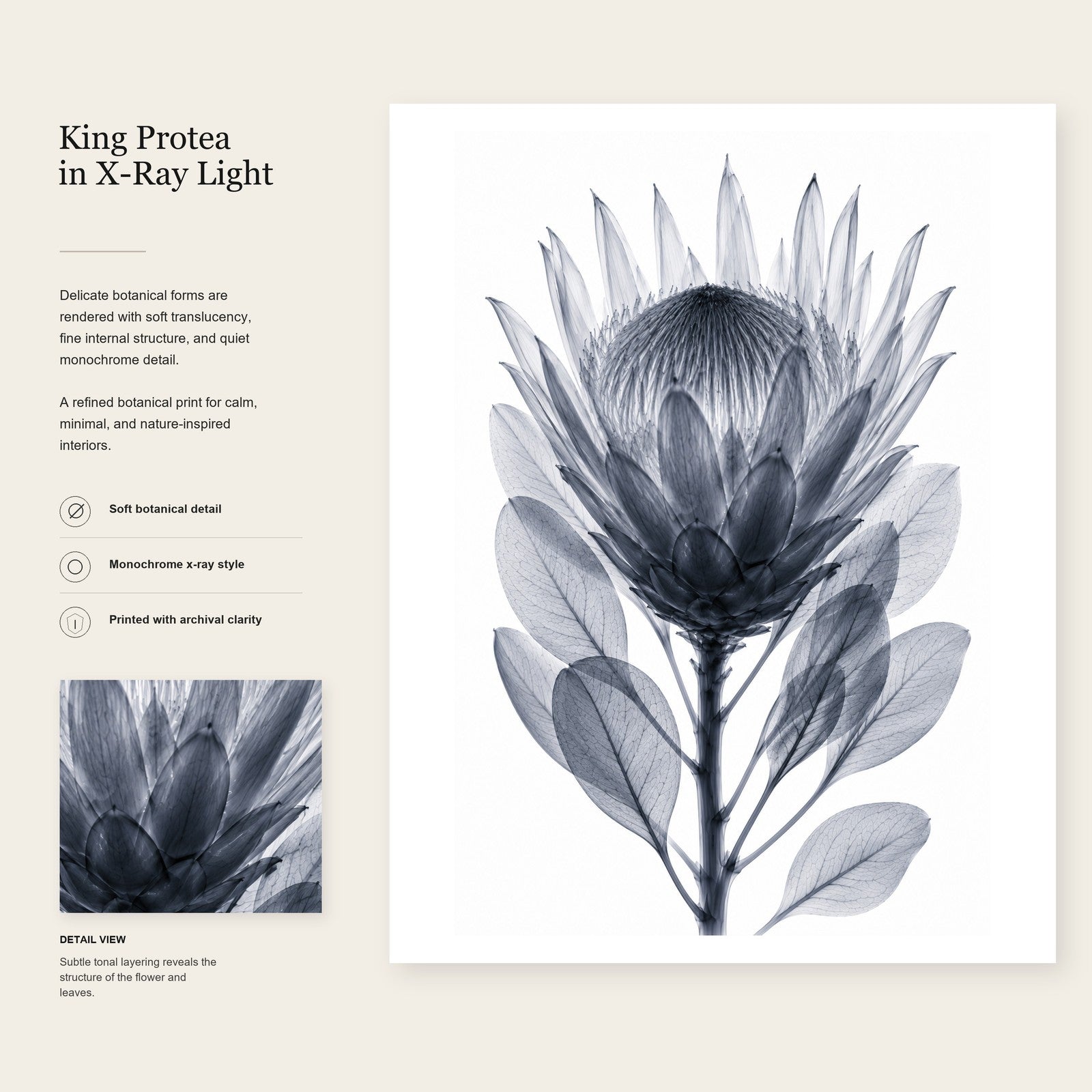 King Protea X-Ray Botanical Art Print | Protea cynaroides | Scientific Floral Wall Art