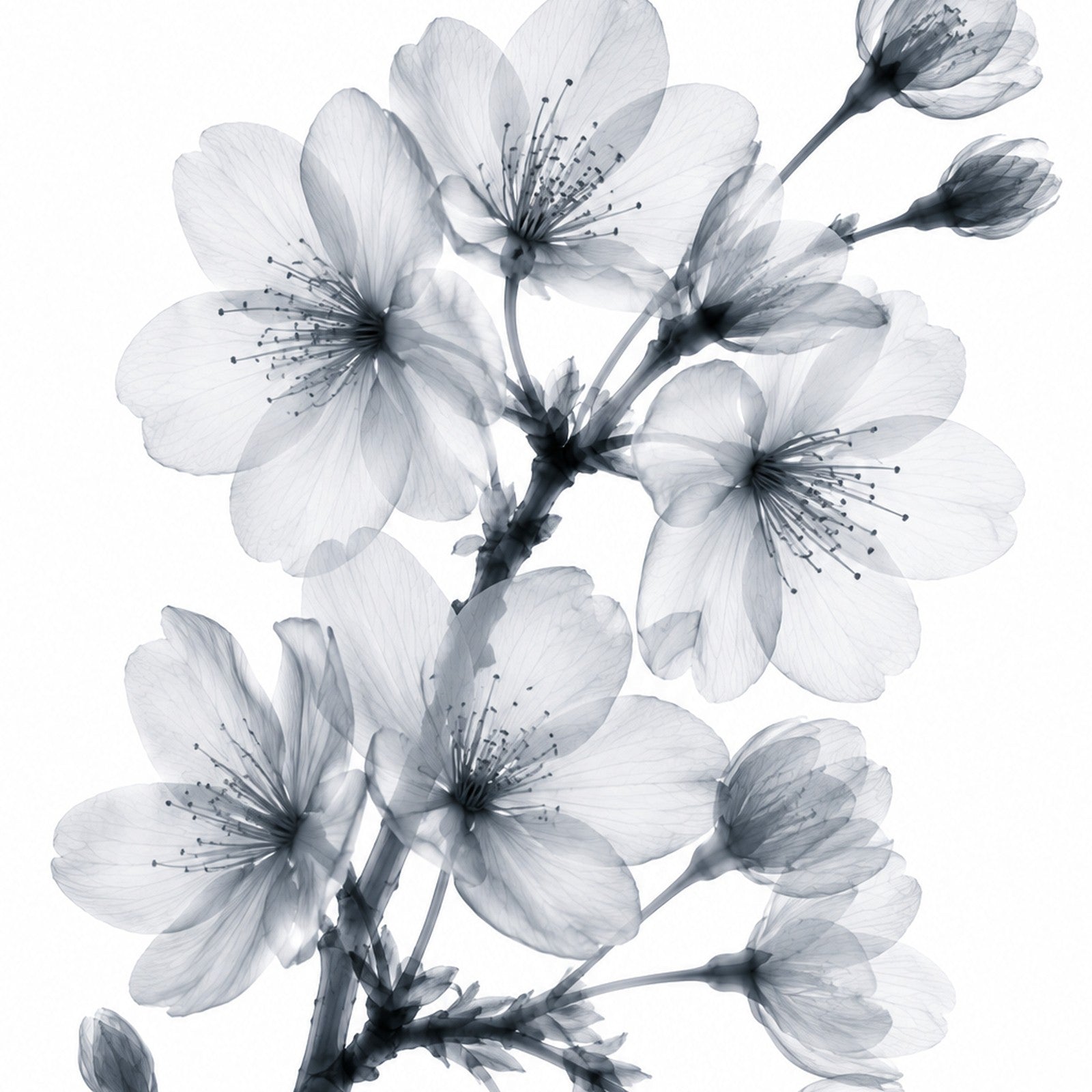Japanese Cherry Blossom X-Ray Botanical Art Print | Prunus serrulata | Scientific Floral Wall Art