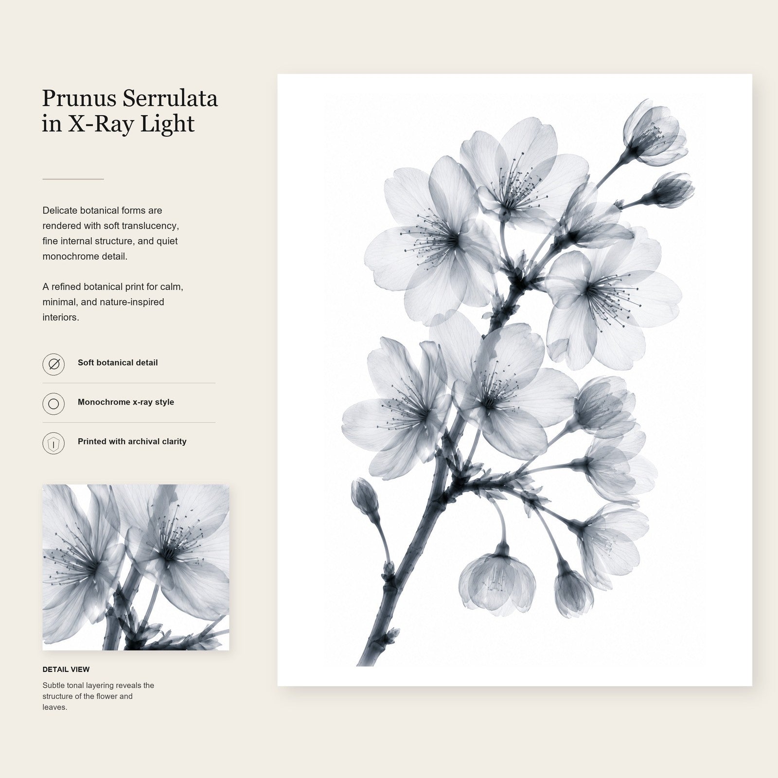 Japanese Cherry Blossom X-Ray Botanical Art Print | Prunus serrulata | Scientific Floral Wall Art