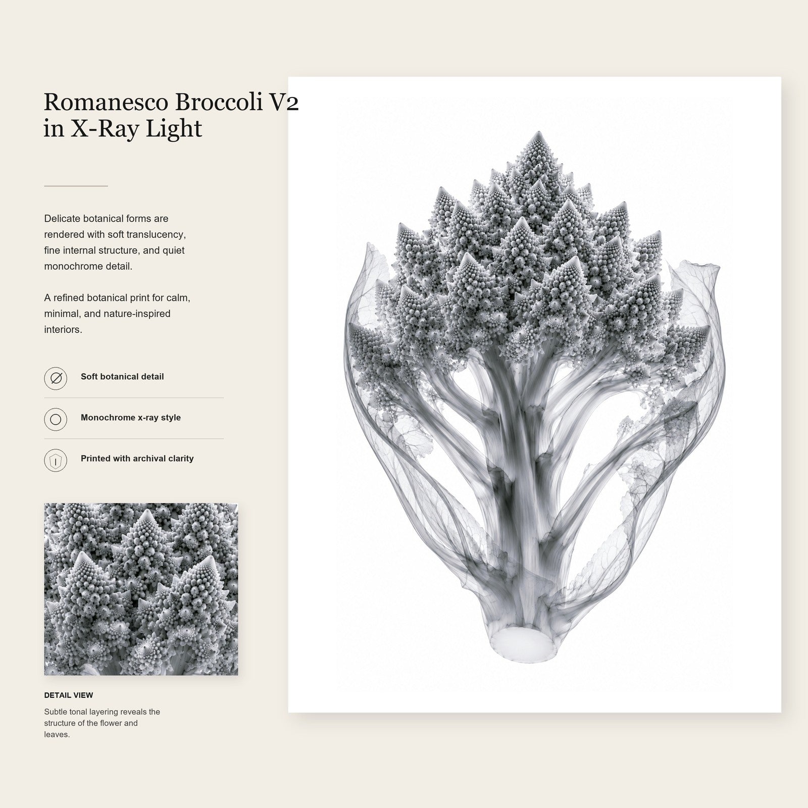 Romanesco Broccoli II X-Ray Botanical Art Print | Brassica oleracea var. botrytis | Scientific Floral Wall Art