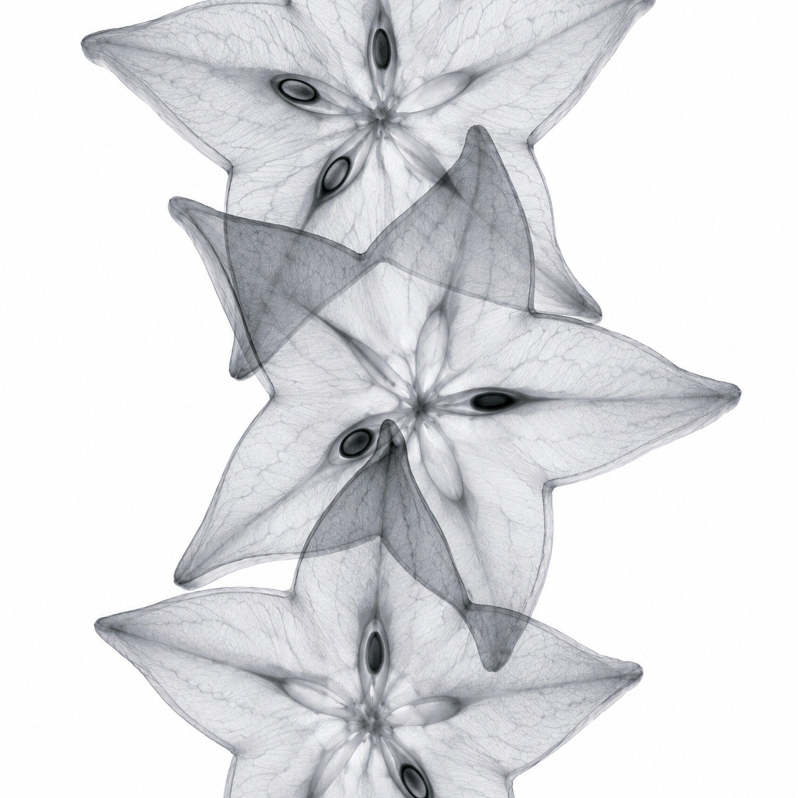 Starfruit Slices X-Ray Botanical Art Print | Averrhoa carambola | Scientific Floral Wall Art