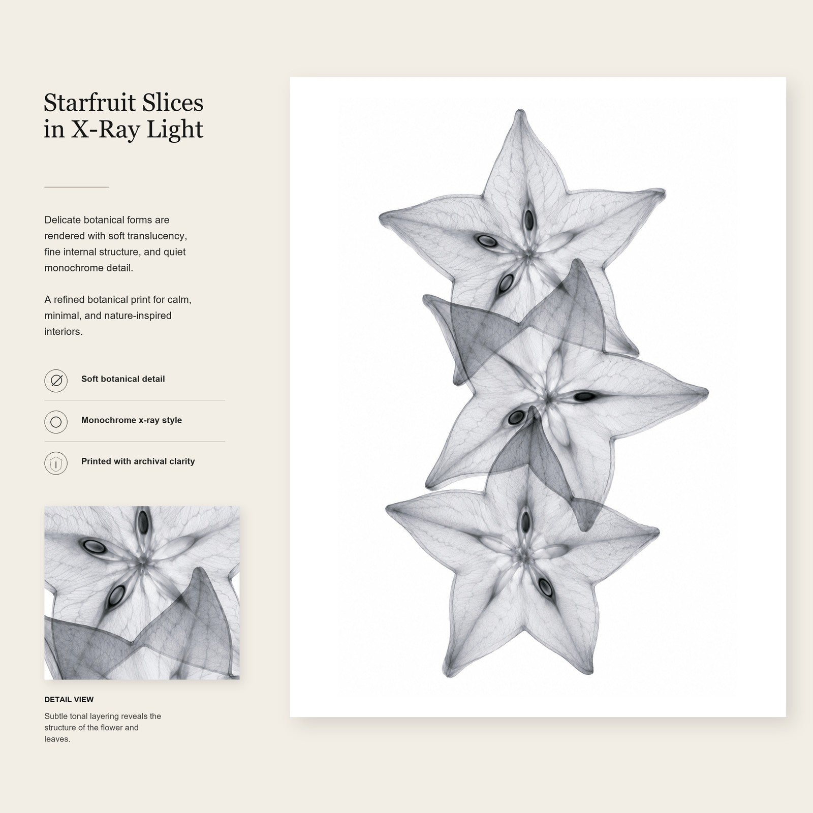 Starfruit Slices X-Ray Botanical Art Print | Averrhoa carambola | Scientific Floral Wall Art