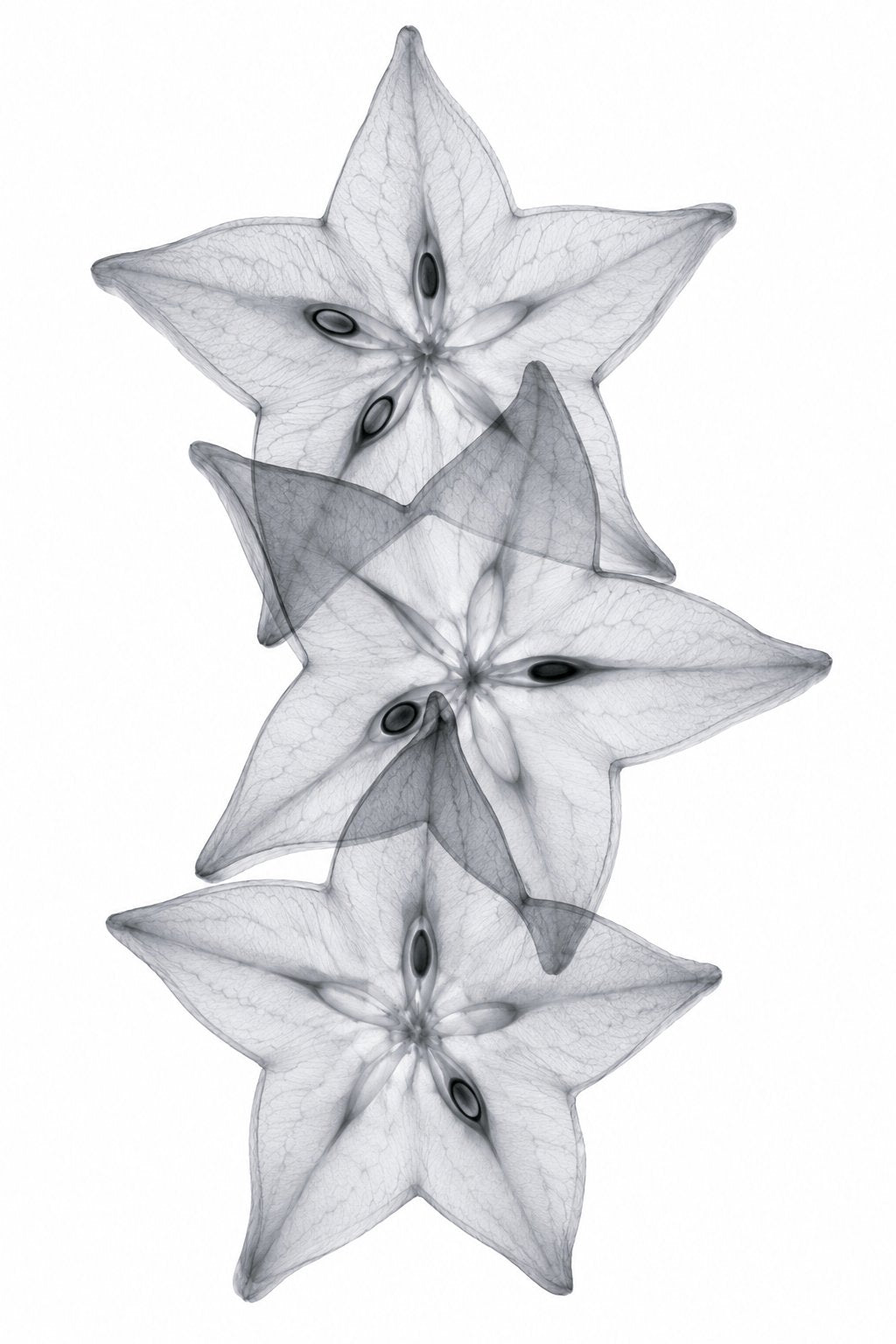 Starfruit Slices X-Ray Botanical Art Print | Averrhoa carambola | Scientific Floral Wall Art