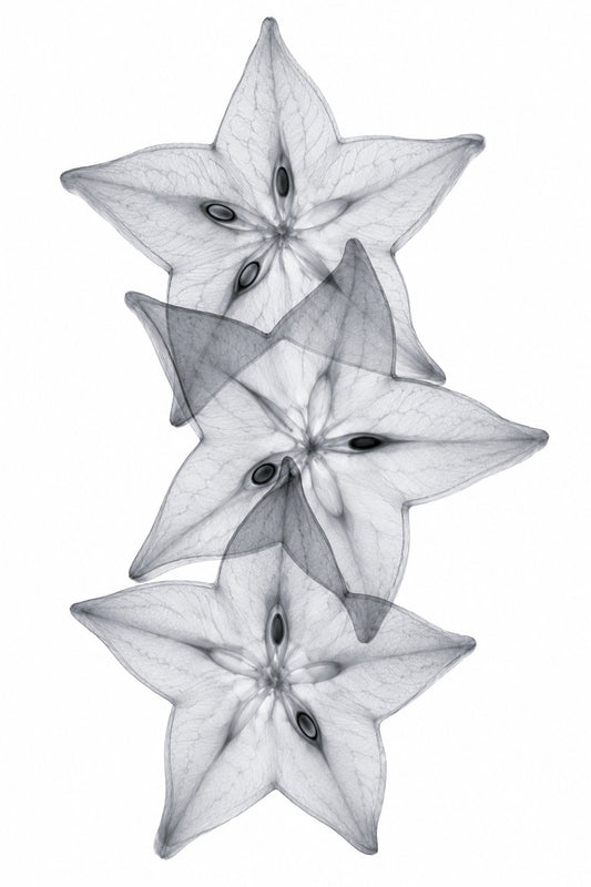 Starfruit Slices X-Ray Botanical Art Print | Averrhoa carambola | Scientific Floral Wall Art