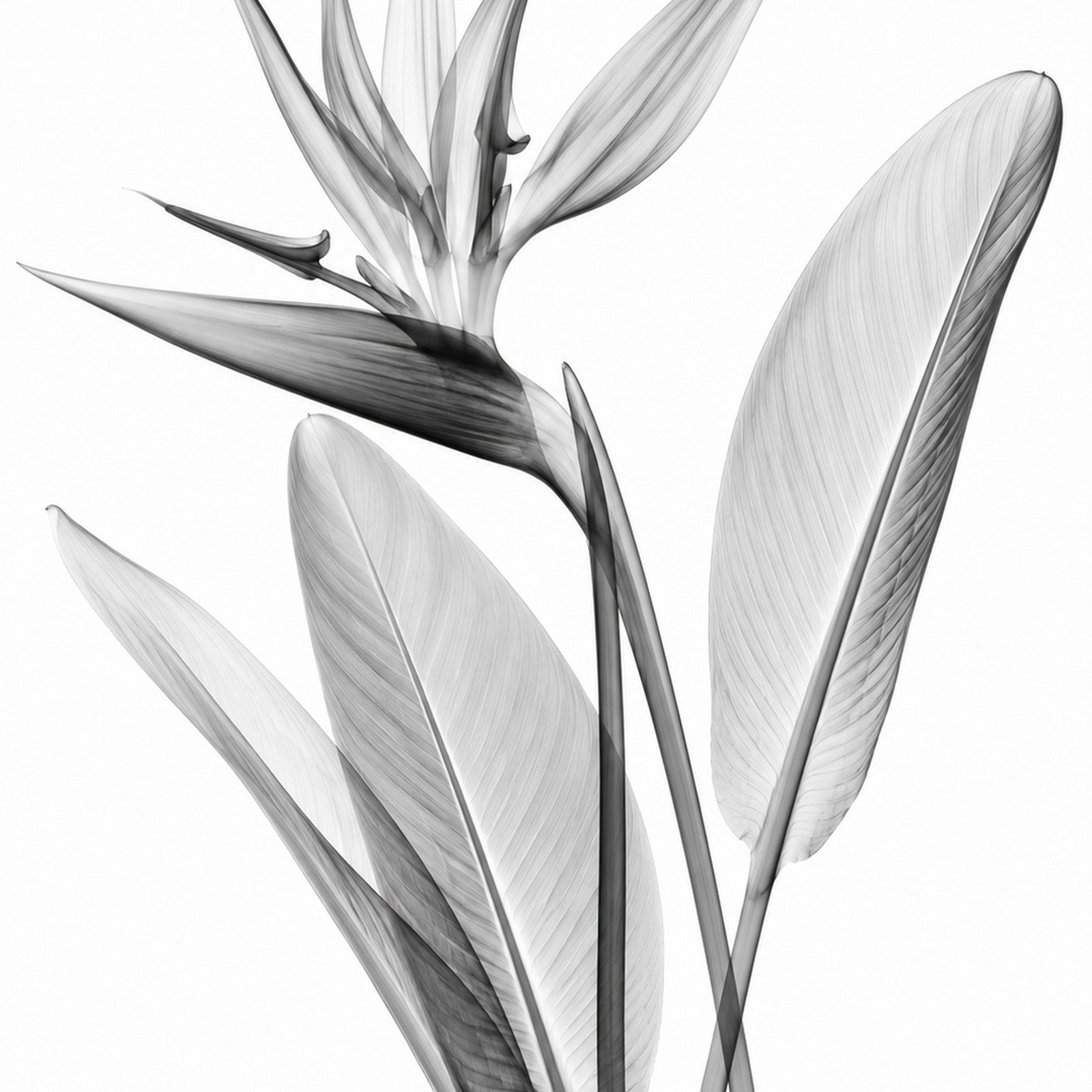 Bird of Paradise X-Ray Botanical Art Print | Strelitzia reginae | Scientific Floral Wall Art