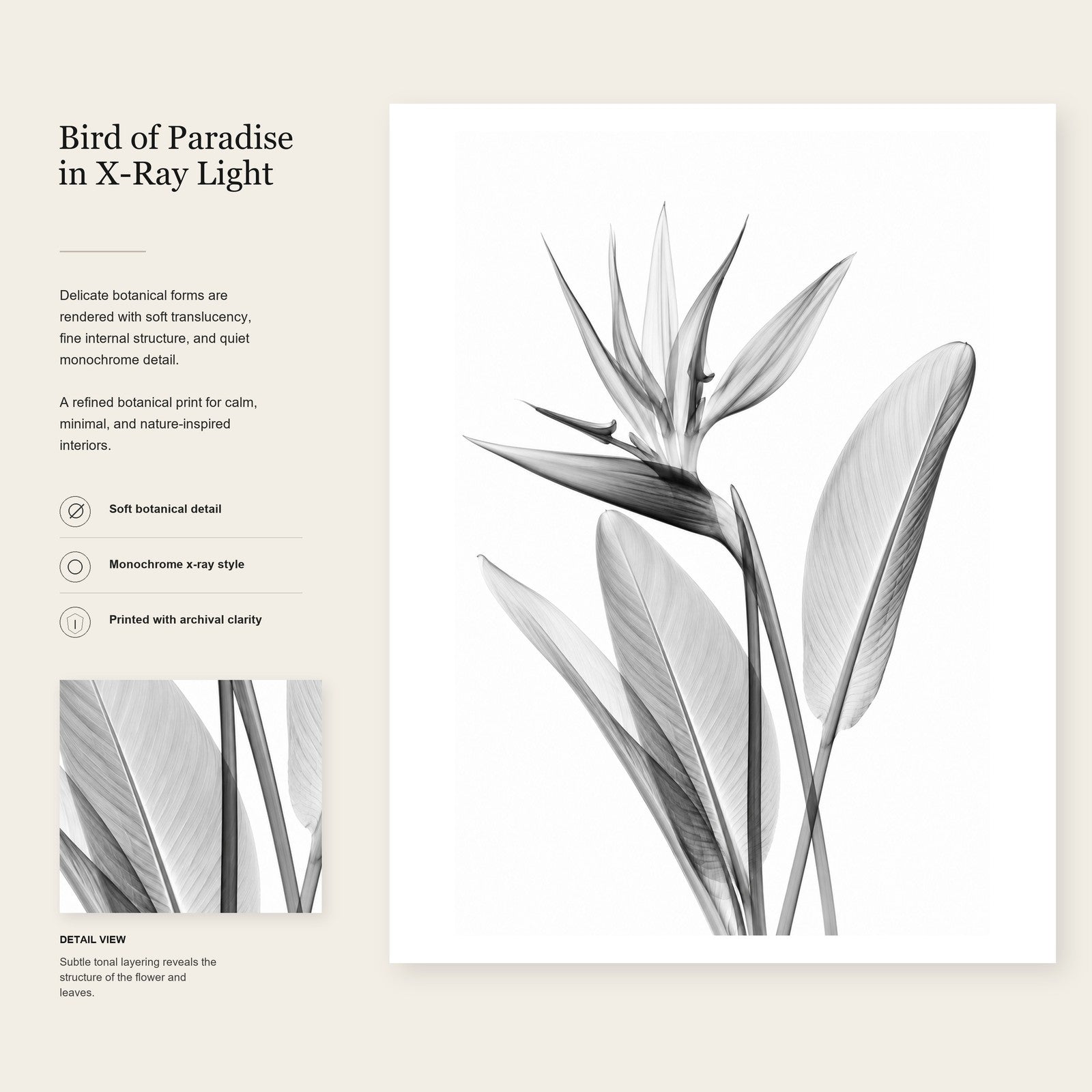 Bird of Paradise X-Ray Botanical Art Print | Strelitzia reginae | Scientific Floral Wall Art