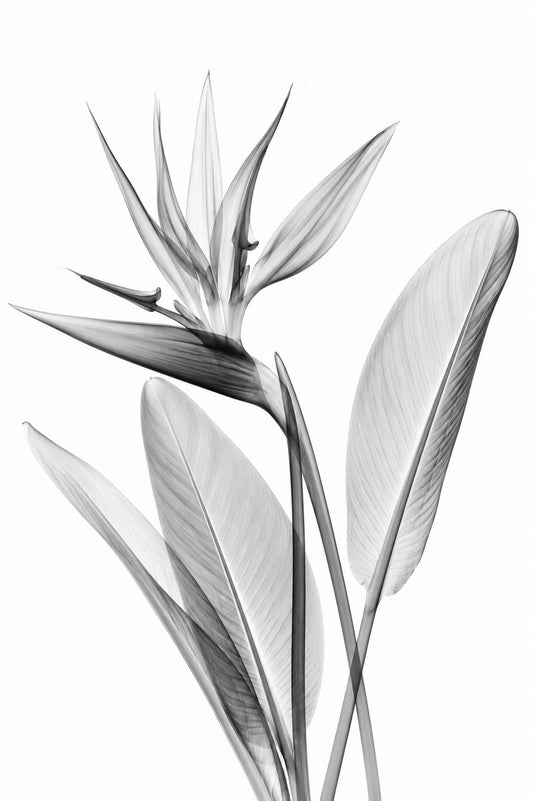 Bird of Paradise X-Ray Botanical Art Print | Strelitzia reginae | Scientific Floral Wall Art