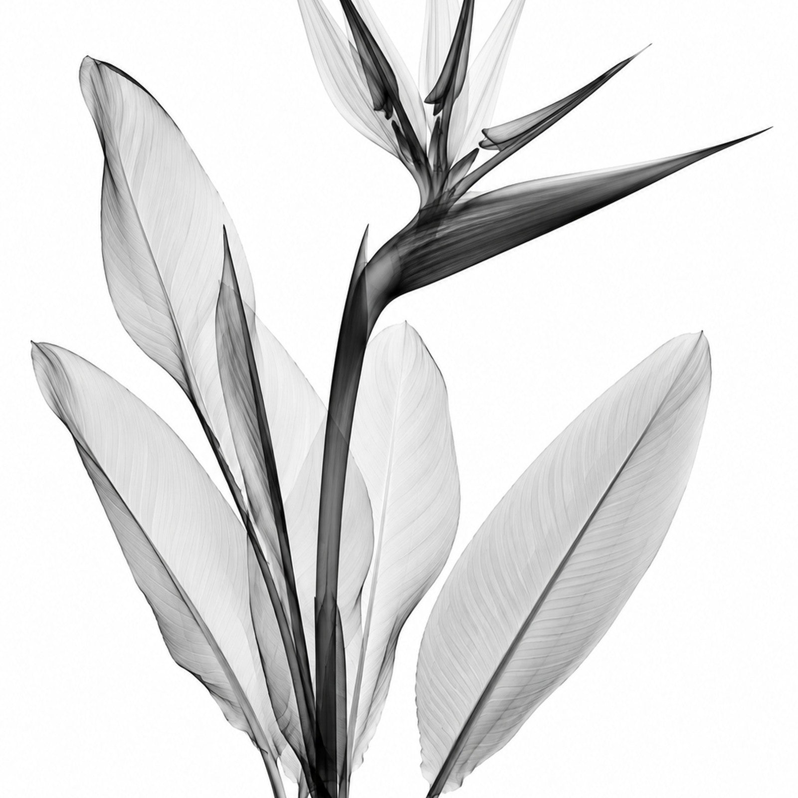 Bird of Paradise X-Ray Botanical Print | Tropical Flower Wall Art | Black & White Radiographic Nature Study | Museum Style Fine Art