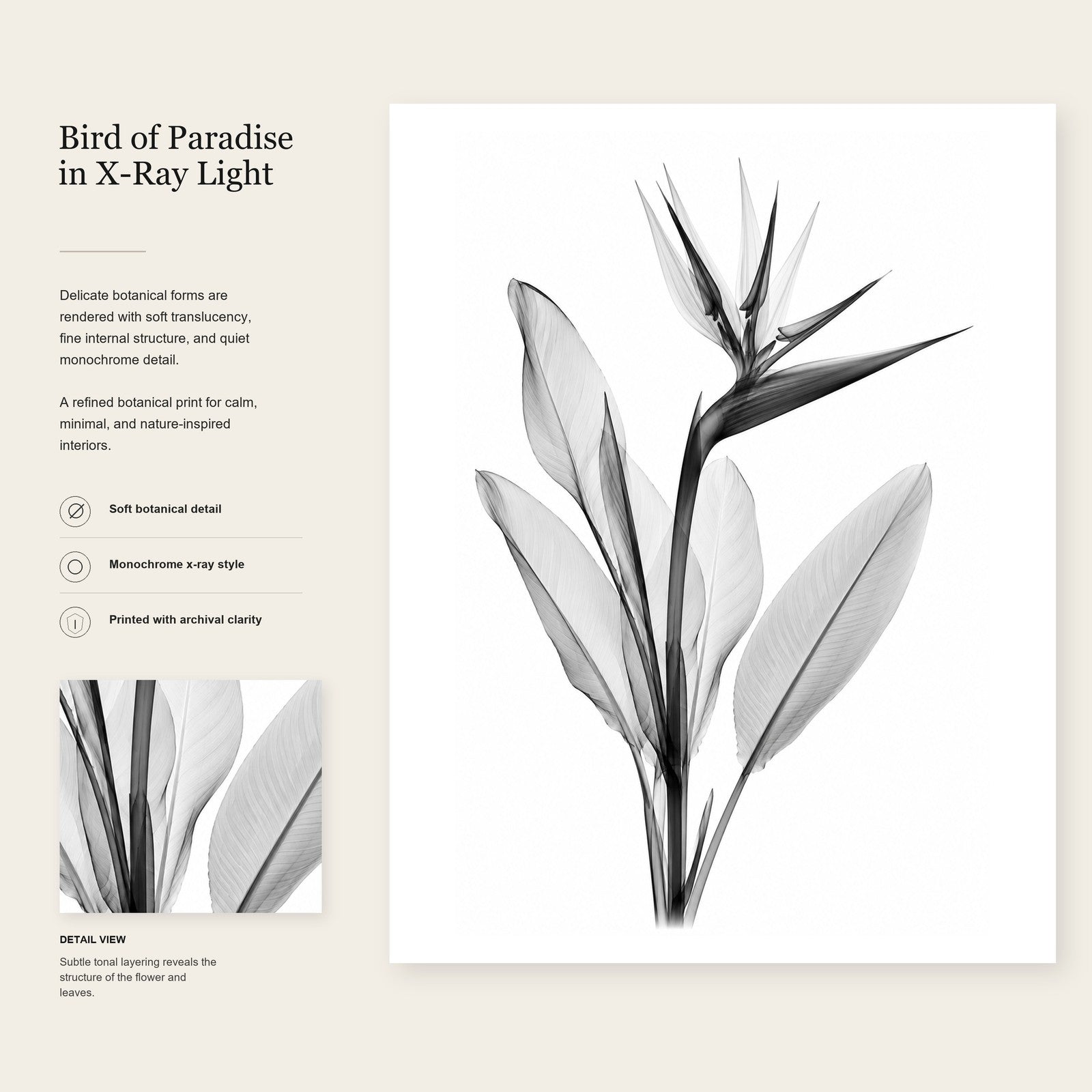 Bird of Paradise X-Ray Botanical Print | Tropical Flower Wall Art | Black & White Radiographic Nature Study | Museum Style Fine Art