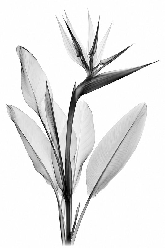 Bird of Paradise X-Ray Botanical Print | Tropical Flower Wall Art | Black & White Radiographic Nature Study | Museum Style Fine Art