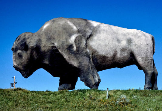 Historic Photo : 1990 World's largest buffalo (46' long, 26' high, 60 tons), Jamestown, North Dakota | Margolies | Roadside America Collection | Vintage Wall Art :