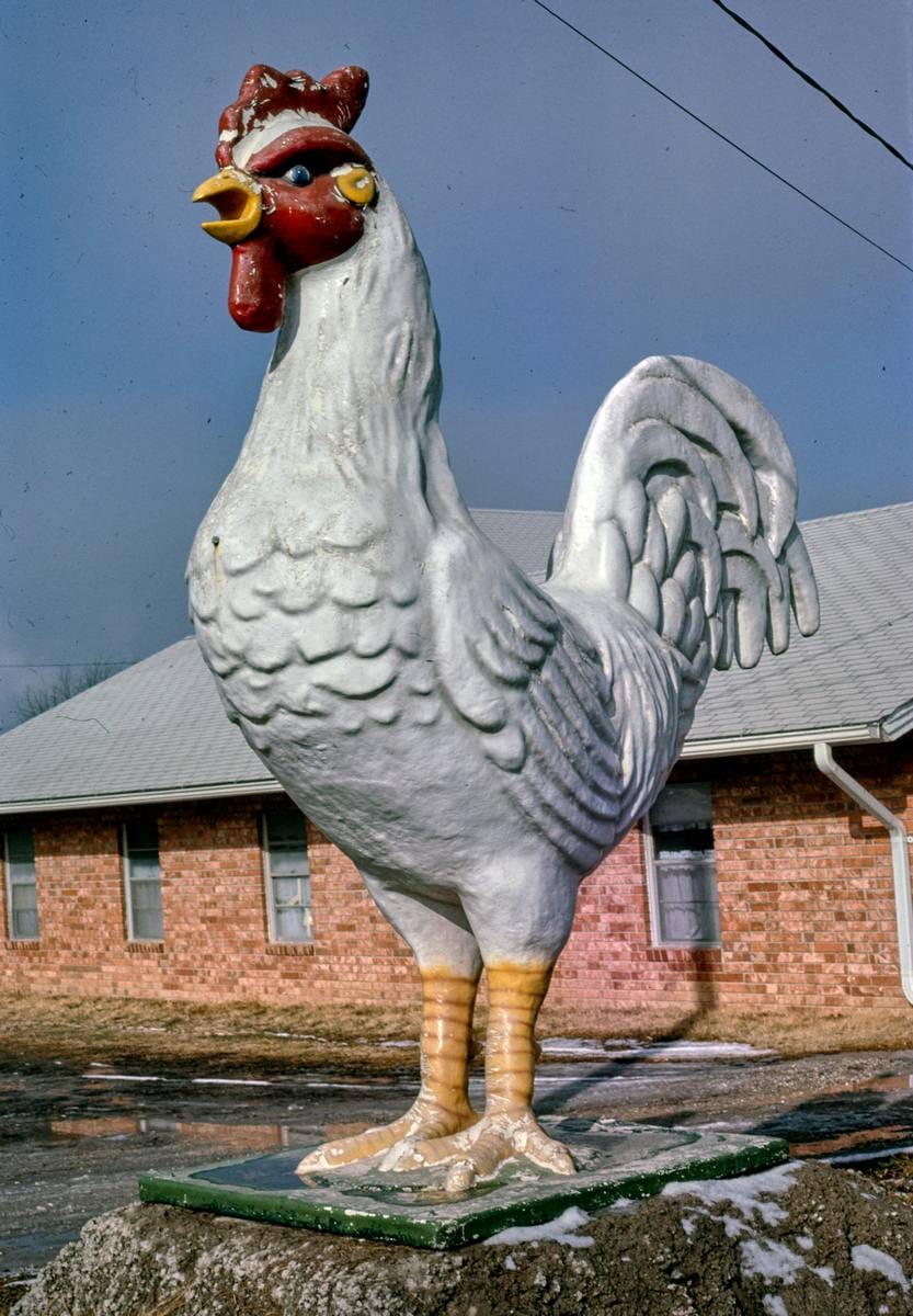 Historic Photo : 1984 Chicken at Four state poultry supply store, Route 65, Springdale, Arkansas | Margolies | Roadside America Collection | Vintage Wall Art :