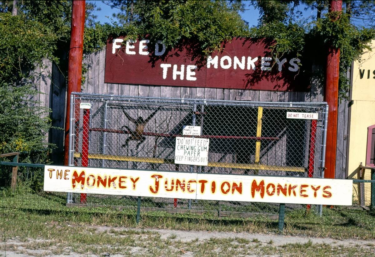 Historic Photo : 1985 Monkey Junction Monkeys, Wilmington, North Carolina | Margolies | Roadside America Collection | Vintage Wall Art :