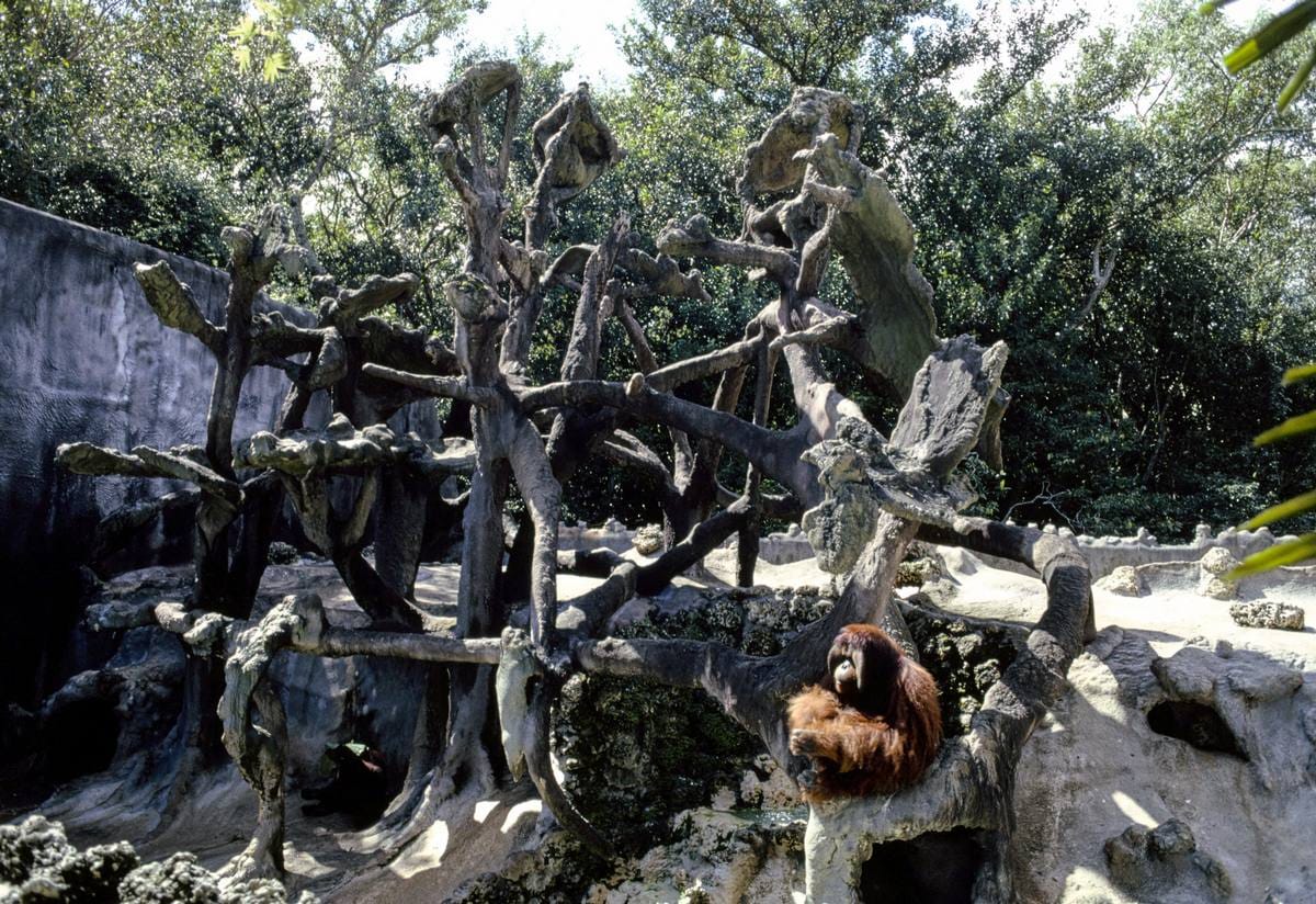 Historic Photo : 1990 Monkey Jungle, Miami, Florida | Margolies | Roadside America Collection | Vintage Wall Art :
